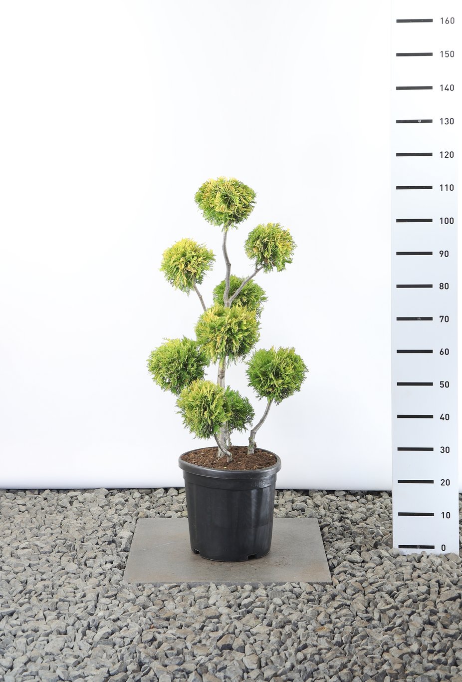 Thuja occ. 'Yellow Ribbon' - 60-80 CM PonPon EXTRA in Cont.